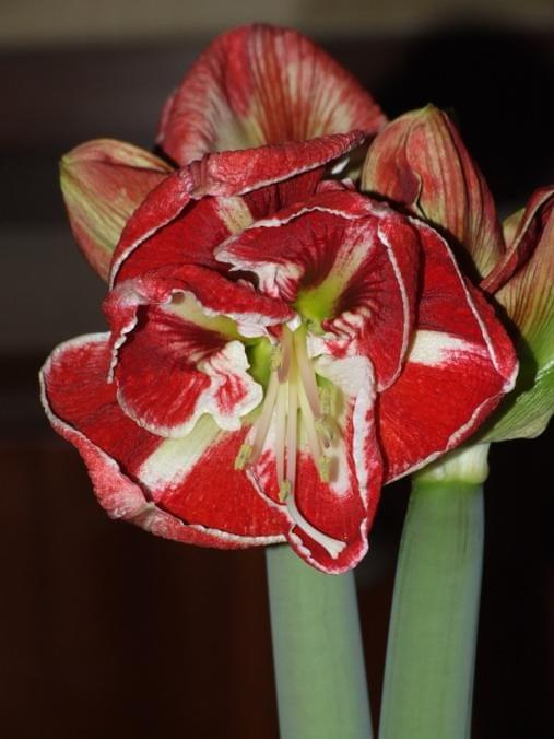 odmiana 'Samba' - 1 marca 2009 #amarylis #Hippeastrum #hydroponika #Samba