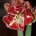 odmiana 'Samba' - 1 marca 2009 #amarylis #Hippeastrum #hydroponika #Samba