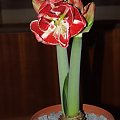 odmiana 'Samba' - 1 marca 2009 #amarylis #Hippeastrum #hydroponika #Samba