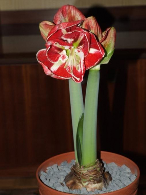 odmiana 'Samba' - 1 marca 2009 #amarylis #Hippeastrum #hydroponika #Samba