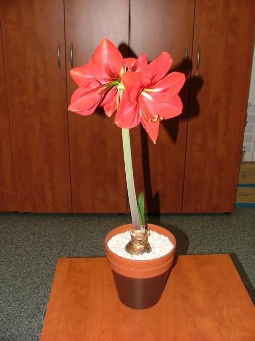 odmiana 'Hercules' - 2 marca 2009 #amarylis #Hippeastrum #hydroponika #Hercules