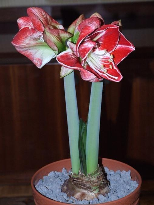 odmiana 'Samba' - 1 marca 2009 #amarylis #Hippeastrum #hydroponika #Samba