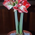 odmiana 'Samba' - 1 marca 2009 #amarylis #Hippeastrum #hydroponika #Samba