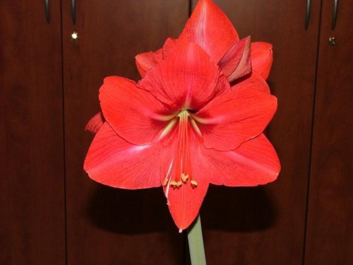 odmiana 'Hercules' - 2 marca 2009 #amarylis #Hippeastrum #hydroponika #Hercules