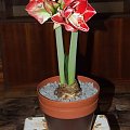 odmiana 'Samba' - 1 marca 2009 #amarylis #Hippeastrum #hydroponika #Samba