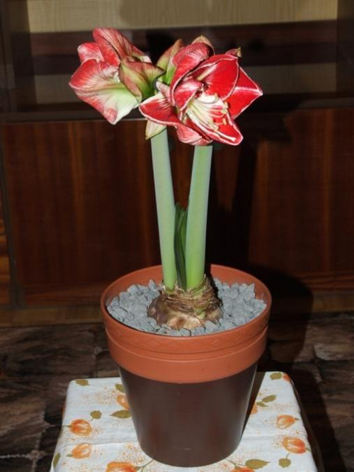 odmiana 'Samba' - 1 marca 2009 #amarylis #Hippeastrum #hydroponika #Samba