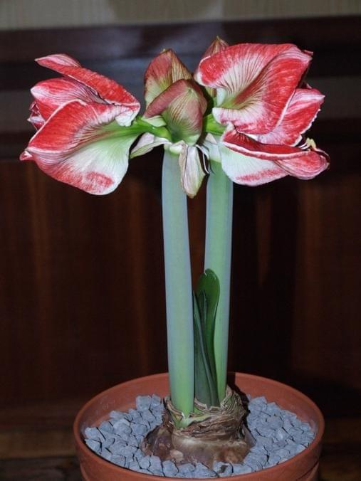 odmiana 'Samba' - 1 marca 2009 #amarylis #Hippeastrum #hydroponika #Samba