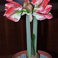 odmiana 'Samba' - 1 marca 2009 #amarylis #Hippeastrum #hydroponika #Samba