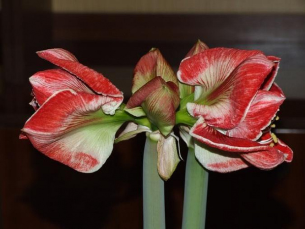 odmiana 'Samba' - 1 marca 2009 #amarylis #Hippeastrum #hydroponika #Samba