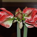 odmiana 'Samba' - 1 marca 2009 #amarylis #Hippeastrum #hydroponika #Samba