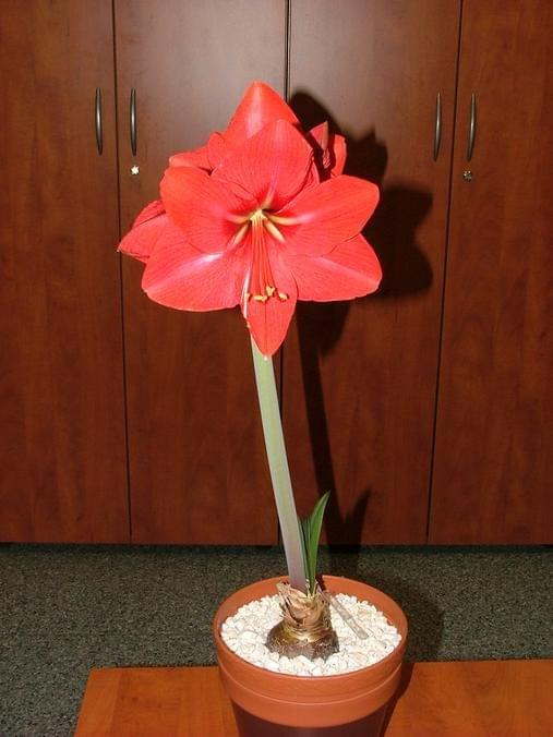 odmiana 'Hercules' - 2 marca 2009 #amarylis #Hippeastrum #hydroponika #Hercules