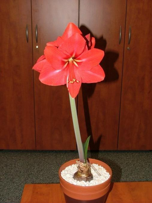 odmiana 'Hercules' - 2 marca 2009 #amarylis #Hippeastrum #hydroponika #Hercules