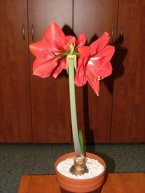 odmiana 'Hercules' - 2 marca 2009 #amarylis #Hippeastrum #hydroponika #Hercules