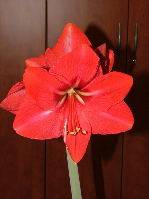 odmiana 'Hercules' - 2 marca 2009 #amarylis #Hippeastrum #hydroponika #Hercules