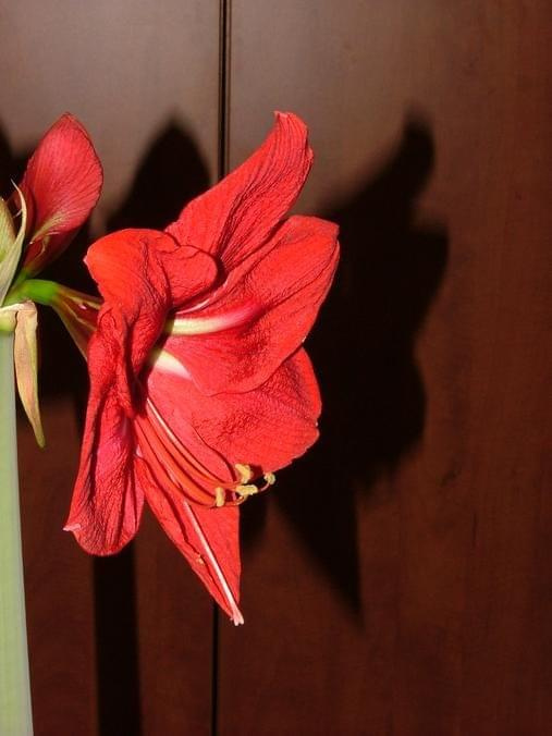 odmiana 'Hercules' - 2 marca 2009 #amarylis #Hippeastrum #hydroponika #Hercules