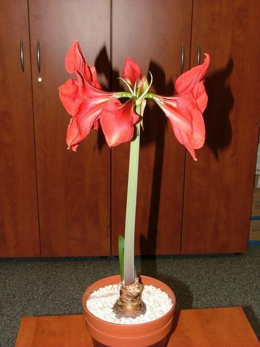 odmiana 'Hercules' - 2 marca 2009 #amarylis #Hippeastrum #hydroponika #Hercules