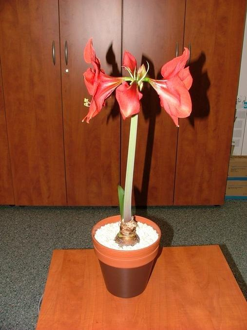 odmiana 'Hercules' - 2 marca 2009 #amarylis #Hippeastrum #hydroponika #Hercules