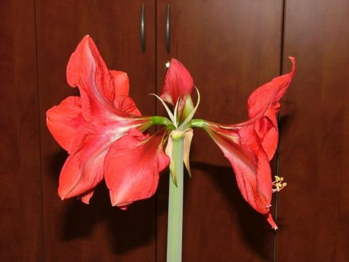 odmiana 'Hercules' - 2 marca 2009 #amarylis #Hippeastrum #hydroponika #Hercules