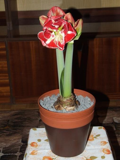 odmiana 'Samba' - 1 marca 2009 #amarylis #Hippeastrum #hydroponika #Samba