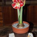 odmiana 'Samba' - 1 marca 2009 #amarylis #Hippeastrum #hydroponika #Samba