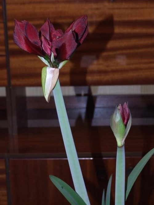 odmiana 'Benfica' - 1 marca 2009 #amarylis #Hippeastrum #hydroponika #Benfica