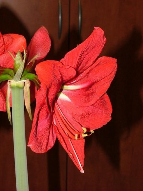 odmiana 'Hercules' - 2 marca 2009 #amarylis #Hippeastrum #hydroponika #Hercules