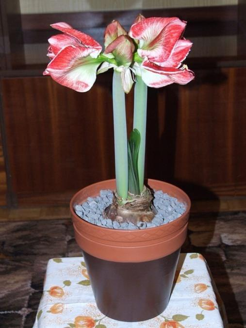 odmiana 'Samba' - 1 marca 2009 #amarylis #Hippeastrum #hydroponika #Samba