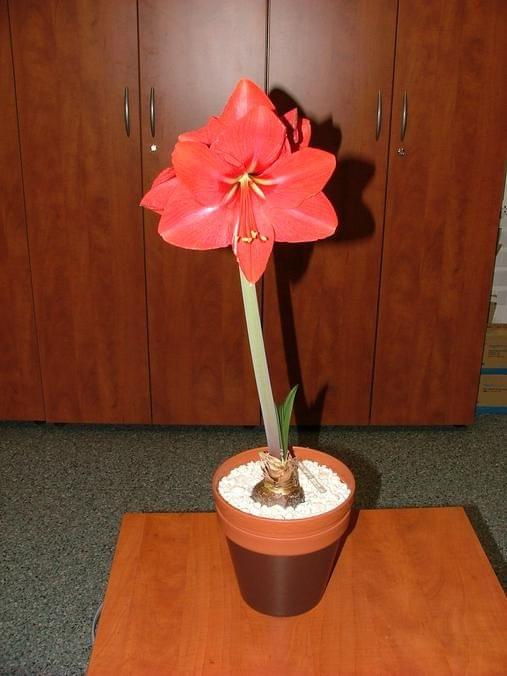 odmiana 'Hercules' - 2 marca 2009 #amarylis #Hippeastrum #hydroponika #Hercules