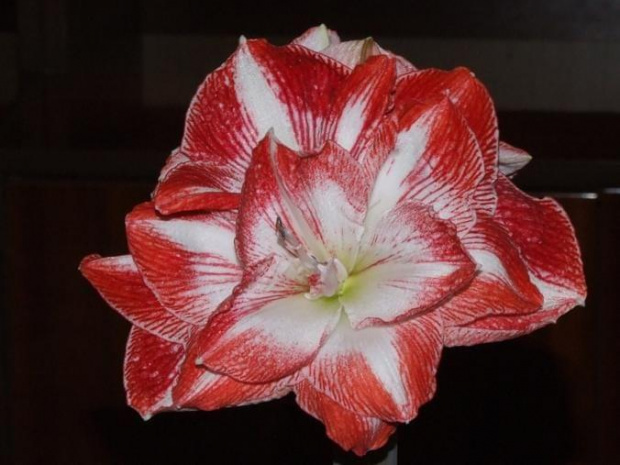 odmiana 'Promise' - 1 marca 2009 #amarylis #Hippeastrum #hydroponika #Promise