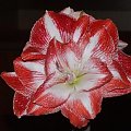 odmiana 'Promise' - 1 marca 2009 #amarylis #Hippeastrum #hydroponika #Promise