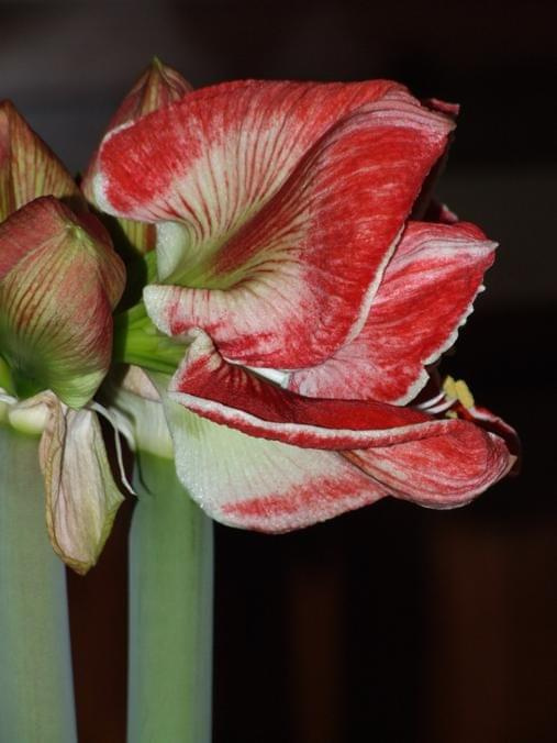 odmiana 'Samba' - 1 marca 2009 #amarylis #Hippeastrum #hydroponika #Samba