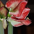 odmiana 'Samba' - 1 marca 2009 #amarylis #Hippeastrum #hydroponika #Samba