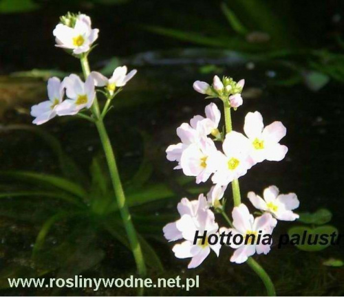 kwiat Hottonia palustris