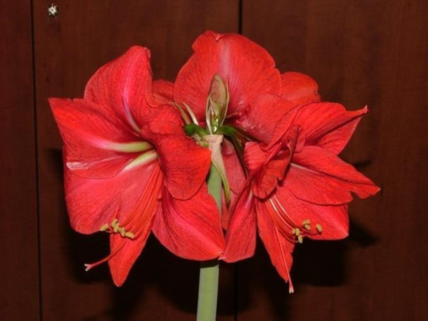 odmiana 'Hercules' - 3 marca 2009 #amarylis #Hippeastrum #hydroponika #Hercules