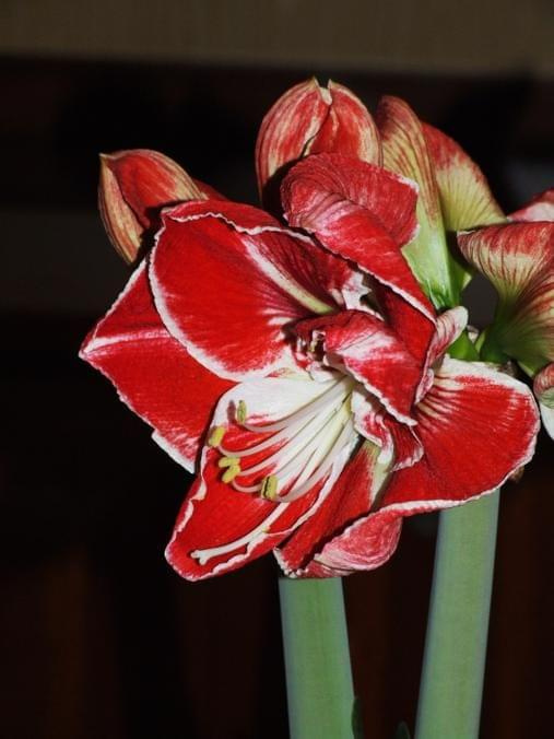 odmiana 'Samba' - 3 marca 2009 #amarylis #Hippeastrum #hydroponika #Samba