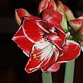 odmiana 'Samba' - 3 marca 2009 #amarylis #Hippeastrum #hydroponika #Samba