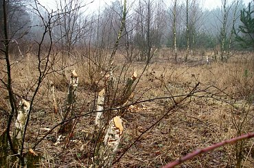 Brzózki po bliskim kontakcie z bobrami #bobry #tama