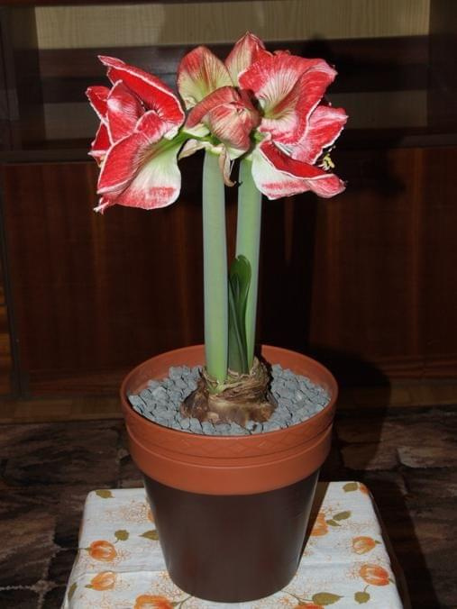 odmiana 'Samba' - 3 marca 2009 #amarylis #Hippeastrum #hydroponika #Samba