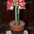 odmiana 'Samba' - 3 marca 2009 #amarylis #Hippeastrum #hydroponika #Samba