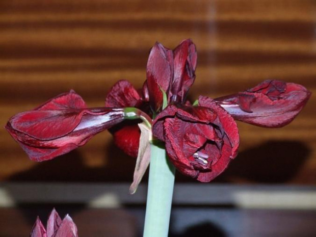 odmiana 'Benfica' - 3 marca 2009 #amarylis #Hippeastrum #hydroponika #Benfica