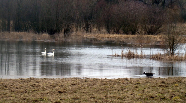 dzisiejszy spacerek :))) #okolica #łabędzie #staw