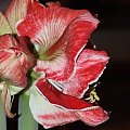 odmiana 'Samba' - 3 marca 2009 #amarylis #Hippeastrum #hydroponika #Samba