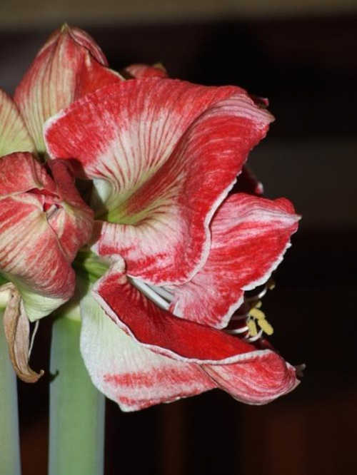 odmiana 'Samba' - 3 marca 2009 #amarylis #Hippeastrum #hydroponika #Samba