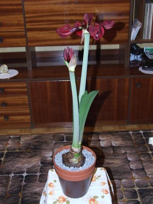 odmiana 'Benfica' - 3 marca 2009 #amarylis #Hippeastrum #hydroponika #Benfica