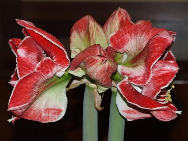 odmiana 'Samba' - 3 marca 2009 #amarylis #Hippeastrum #hydroponika #Samba