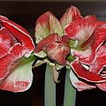 odmiana 'Samba' - 3 marca 2009 #amarylis #Hippeastrum #hydroponika #Samba