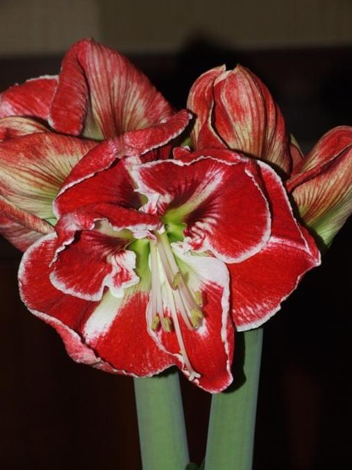 odmiana 'Samba' - 3 marca 2009 #amarylis #Hippeastrum #hydroponika #Samba