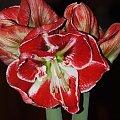 odmiana 'Samba' - 3 marca 2009 #amarylis #Hippeastrum #hydroponika #Samba