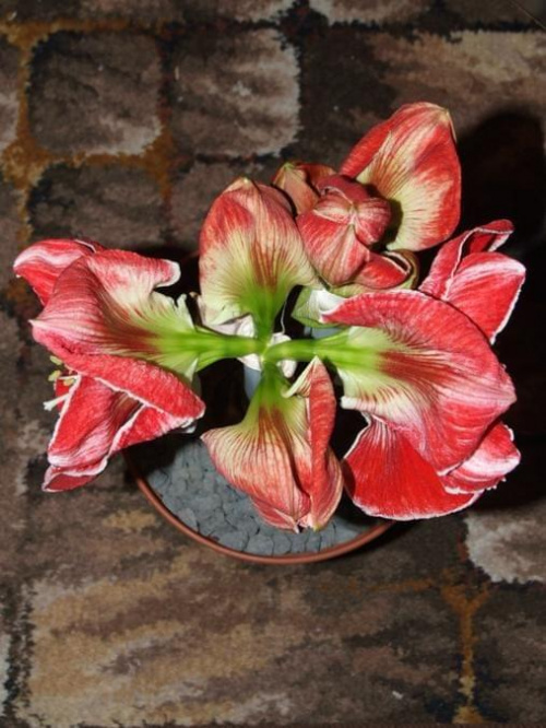 odmiana 'Samba' - 3 marca 2009 #amarylis #Hippeastrum #hydroponika #Samba