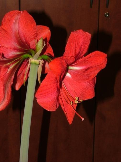 odmiana 'Hercules' - 3 marca 2009 #amarylis #Hippeastrum #hydroponika #Hercules